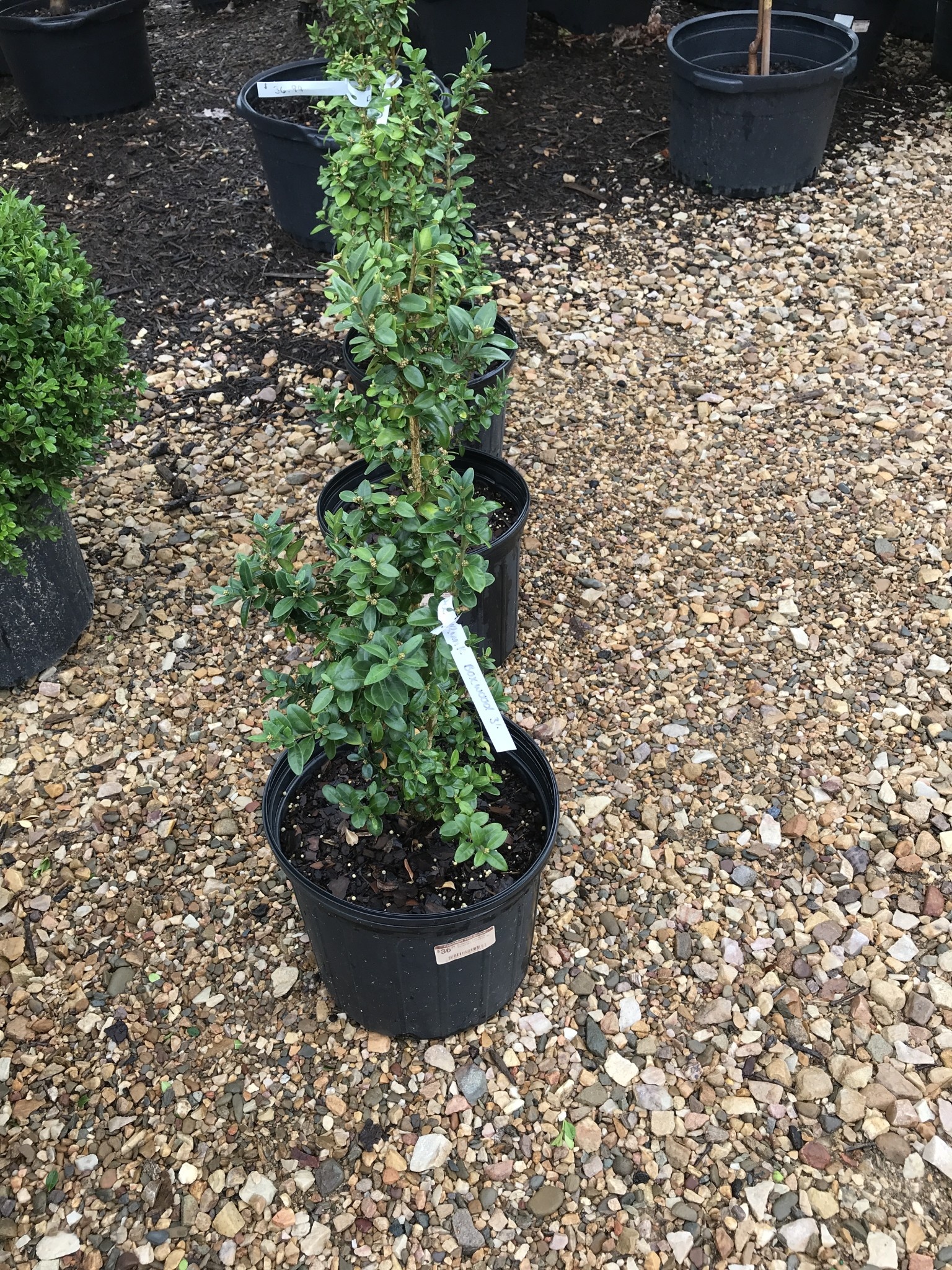 Boxwood, Buxus sempervirens 'Dee Runk' 3G