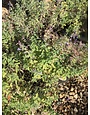Catmint, Nepeta 'Junior Walker' 1G
