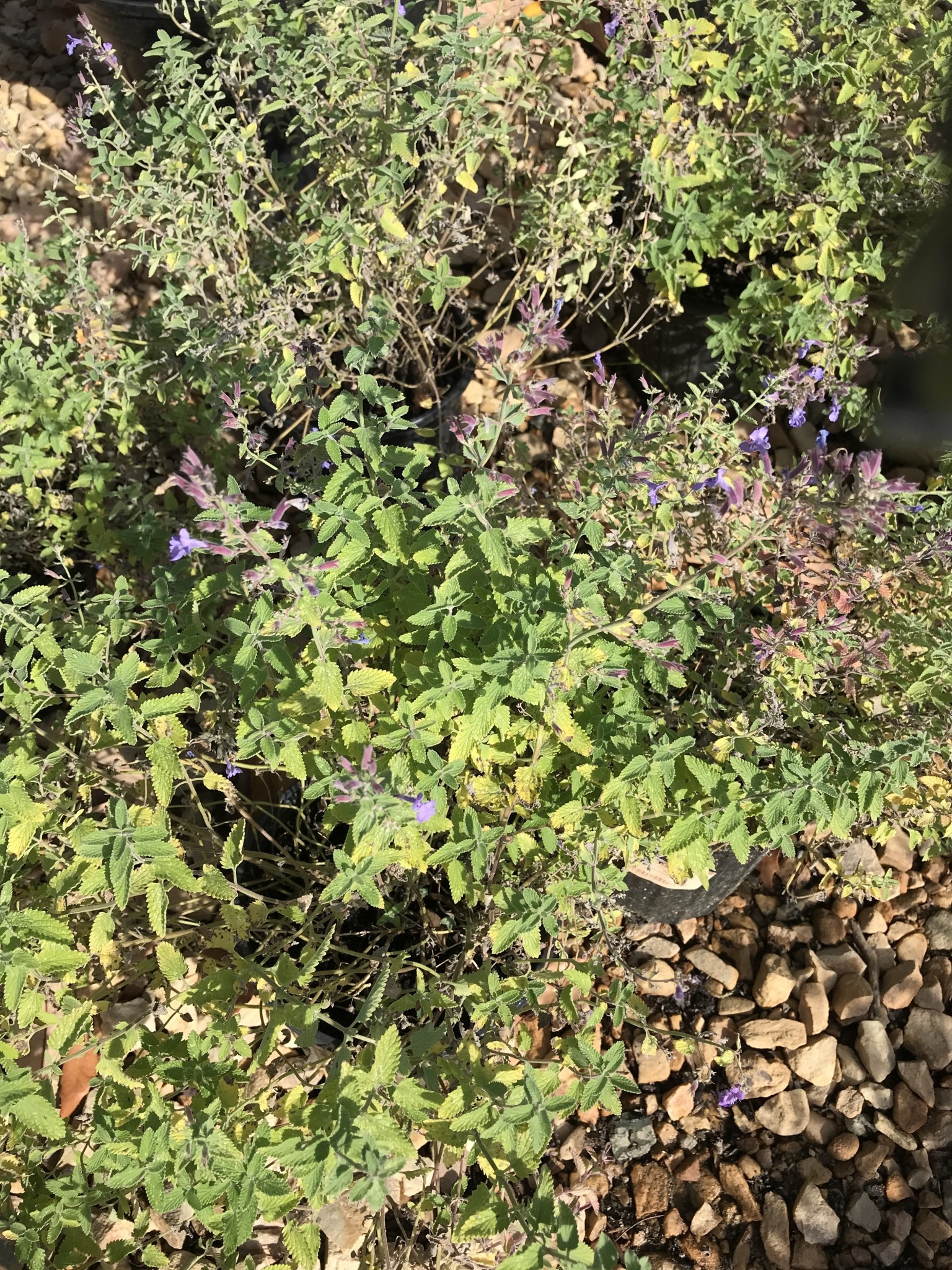 Catmint, Nepeta 'Junior Walker' 1G