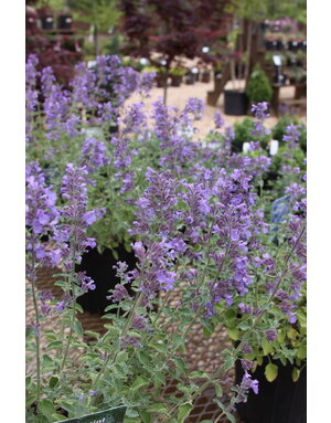 'Walker's Low' Nepeta