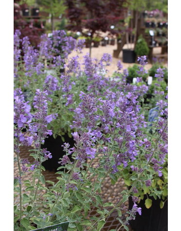 'Walker's Low' Nepeta