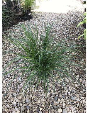 Grass, Cassian Fountain Grass Pennisetum 3G