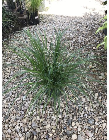 Fountain Grass, Pennisetum alopecuroides 'Cassian' Dwarf 3G
