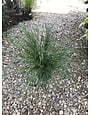 Grass, Cassian Fountain Grass Pennisetum 3G