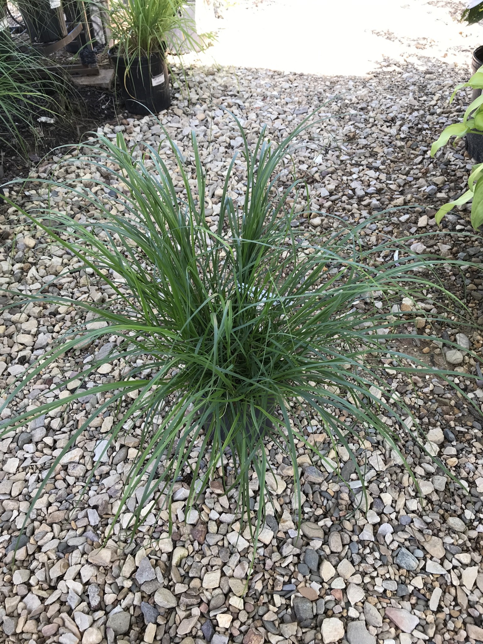 Fountain Grass, Pennisetum alopecuroides 'Cassian' Dwarf 3G