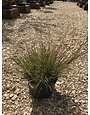 Fountain Grass, Pennisetum alopecuroides 'Cassian' Dwarf 3G