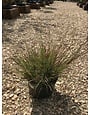 Grass, Cassian Fountain Grass Pennisetum 3G