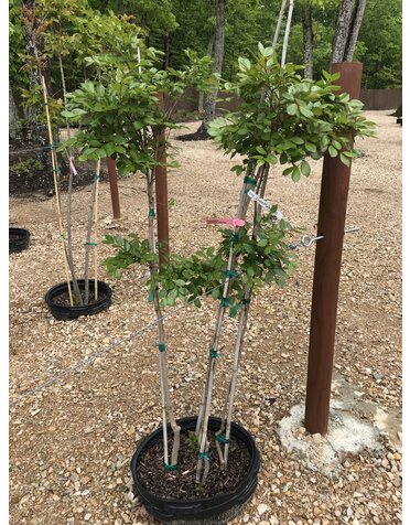 Crape Myrtle, Lagerstroemia 'Acoma' (White) 15G