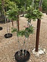 Crape Myrtle, Lagerstroemia 'Acoma' (White) 15G
