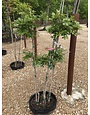 Crape Myrtle, ACOMA 15G