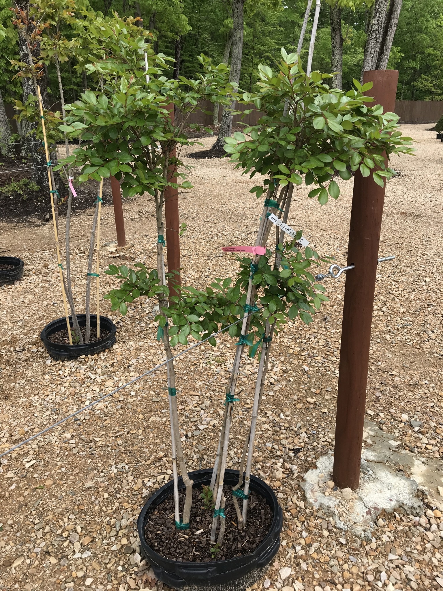 Crape Myrtle, Lagerstroemia 'Acoma' (White) 15G