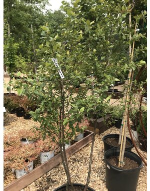 Dura Heat River Birch, Betula nigra 'BNMTF' Dura Heat® 15G