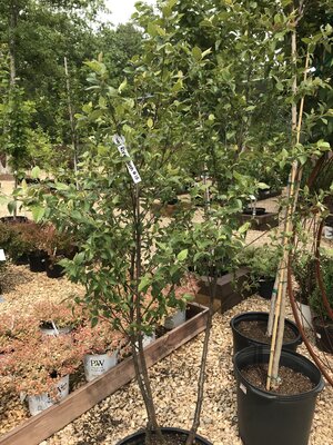 Dura Heat River Birch, Betula nigra 'BNMTF' Dura HeatÂ® 15G
