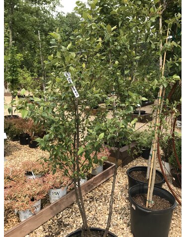 Dura Heat River Birch, Betula nigra 'BNMTF' Dura Heat® 15G