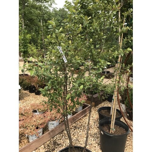 Dura Heat River Birch, Betula nigra 'BNMTF' Dura HeatÂ® 15G