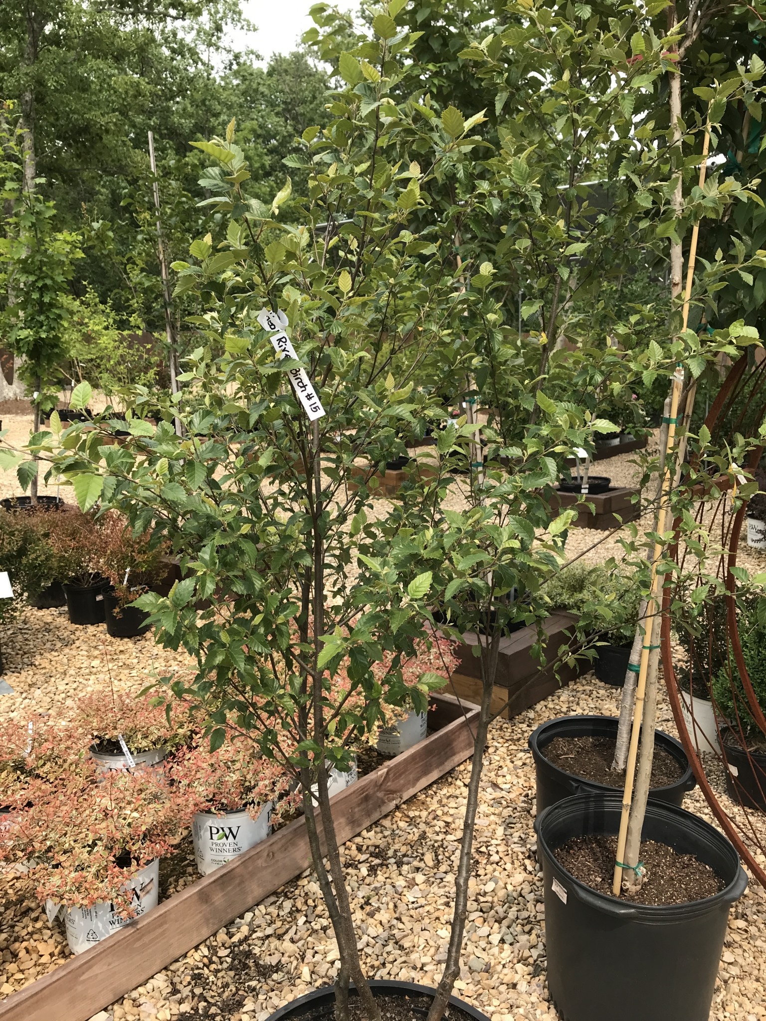 Dura Heat River Birch, Betula nigra 'BNMTF' Dura Heat® 15G