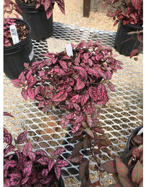 Hypoestes Polka Dot Plant #1 Pink