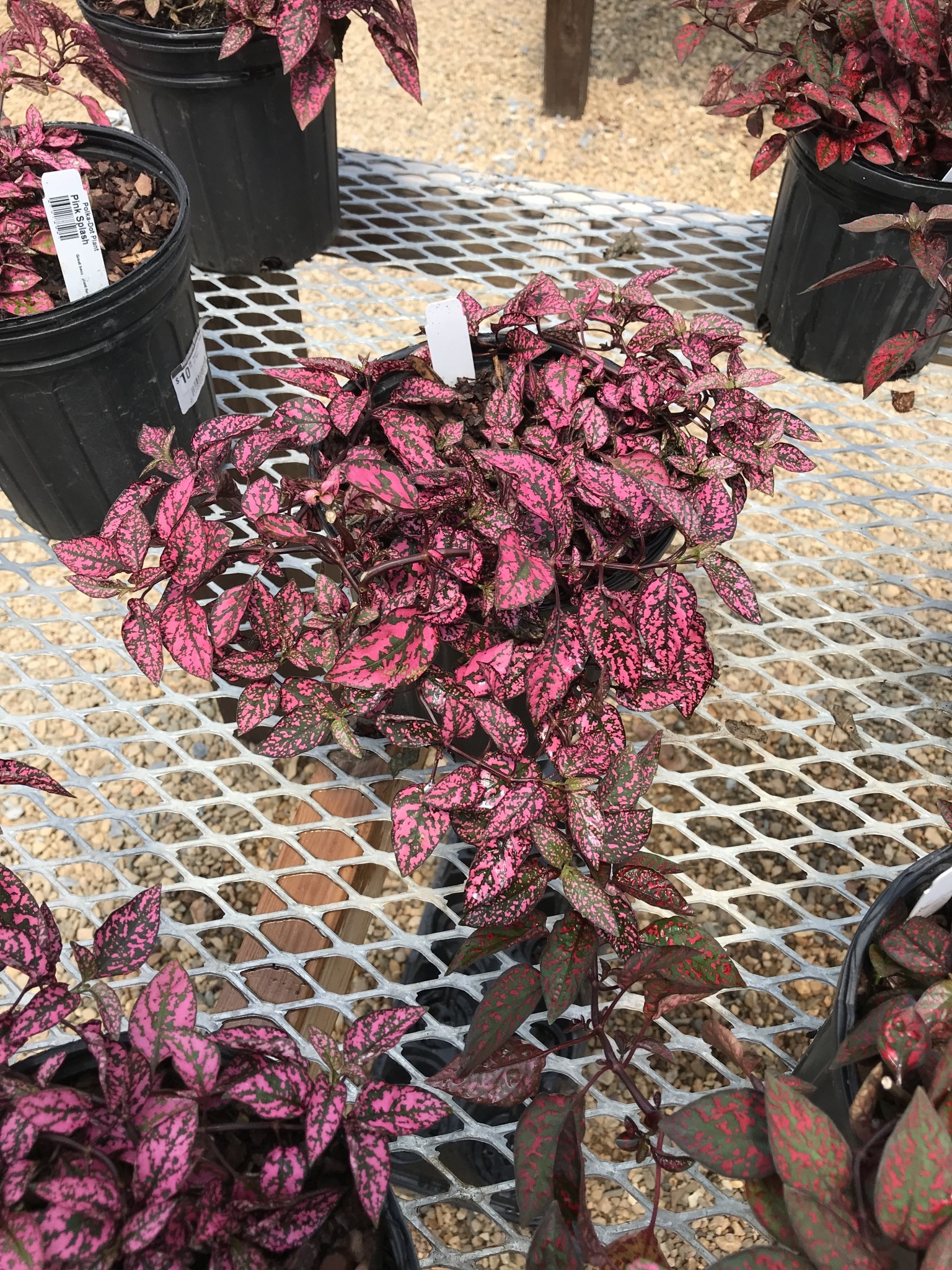 Hypoestes Polka Dot Plant #1 Pink