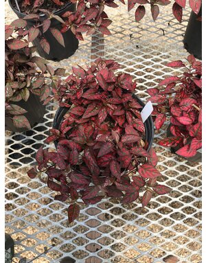 Hypoestes Polka Dot Plant #1 Red