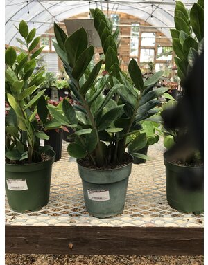 Zamioculcas Zamiifolia  ZZ Plant 1G