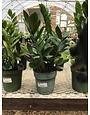 Zamioculcas Zamiifolia  ZZ Plant 1G