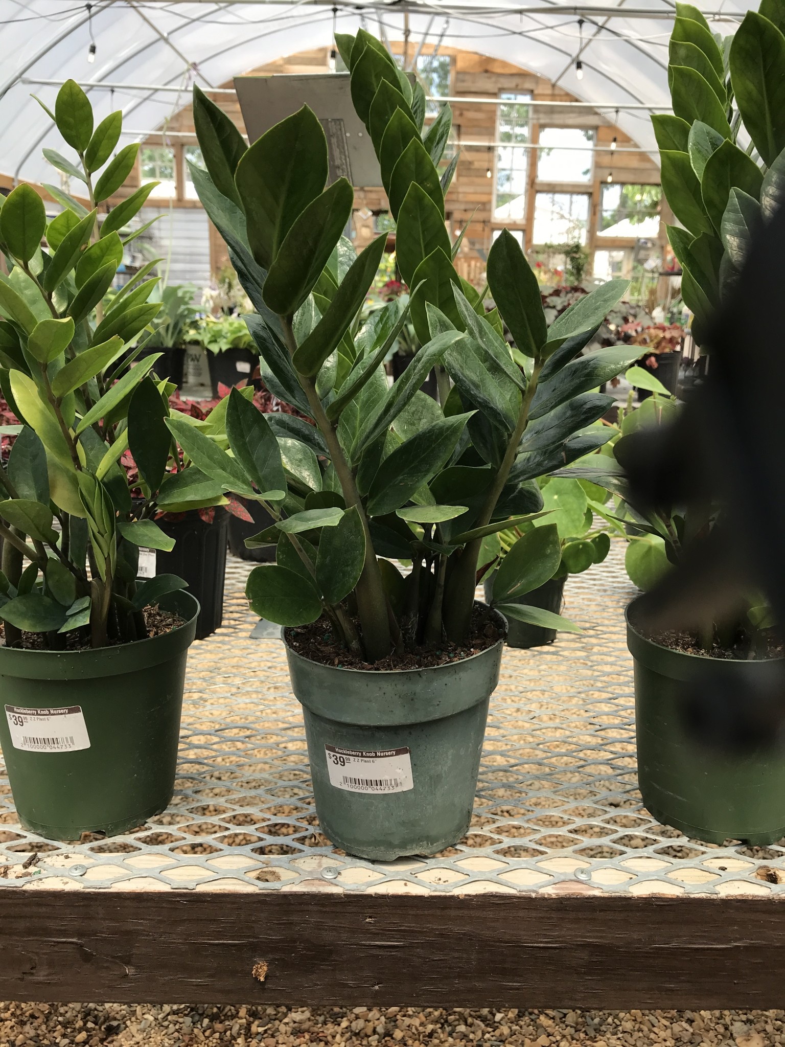 Zamioculcas Zamiifolia  ZZ Plant 1G