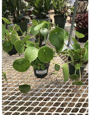Pilea Peperomioides Money Plant