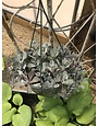 Kalanchoe Flower Dust succ 8" Hanging Basket