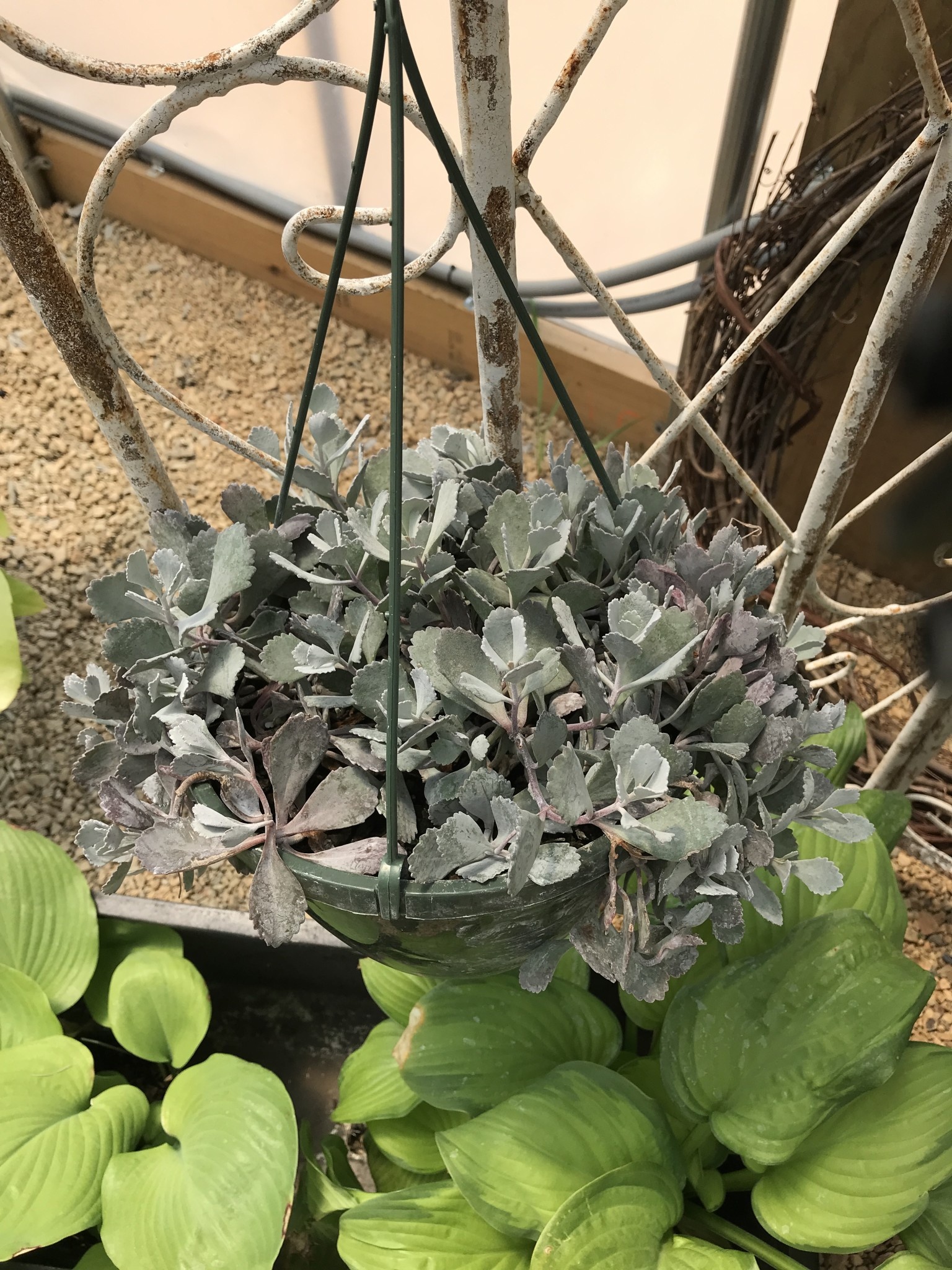Kalanchoe Flower Dust succ 8" Hanging Basket