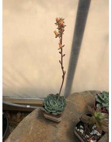 Blue Echeveria -- 2in