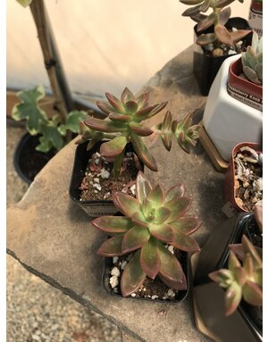 Succulent, Ghost Plant Leatherpetal -- 2in