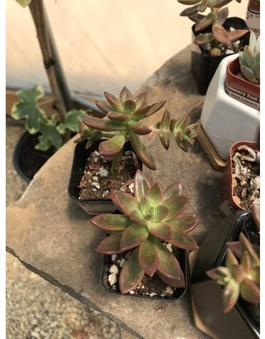 Succulent, Ghost Plant Leatherpetal -- 2in