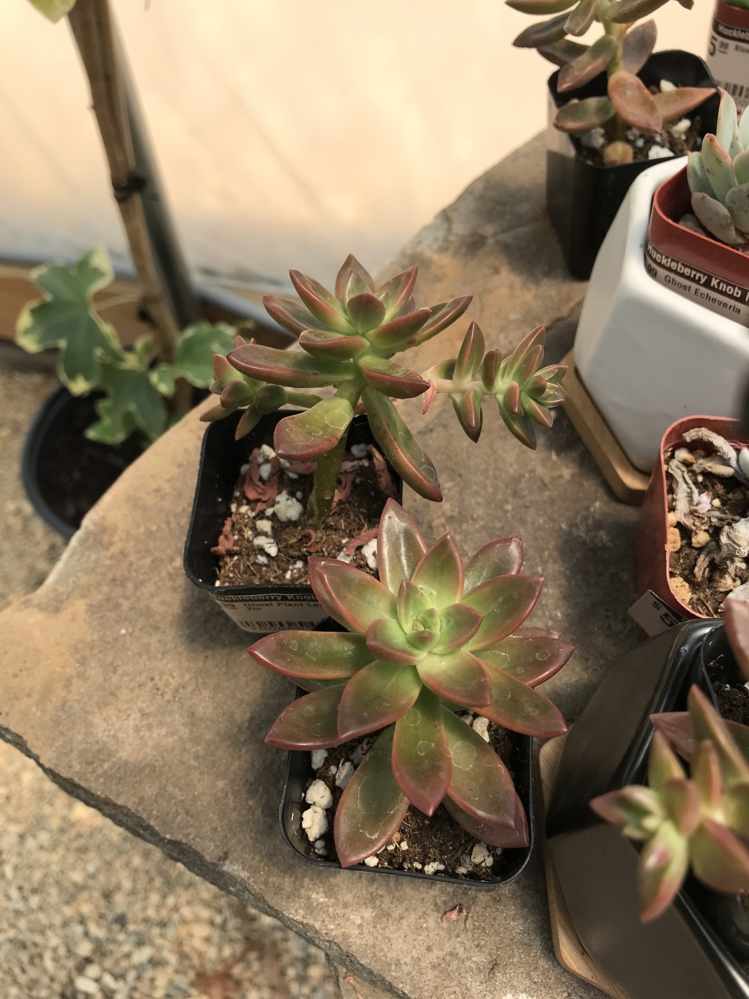 Succulent, Ghost Plant Leatherpetal -- 2in