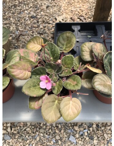 African Violet, Saintpaulia ionantha, Assorted 4"