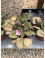 African Violet 4"