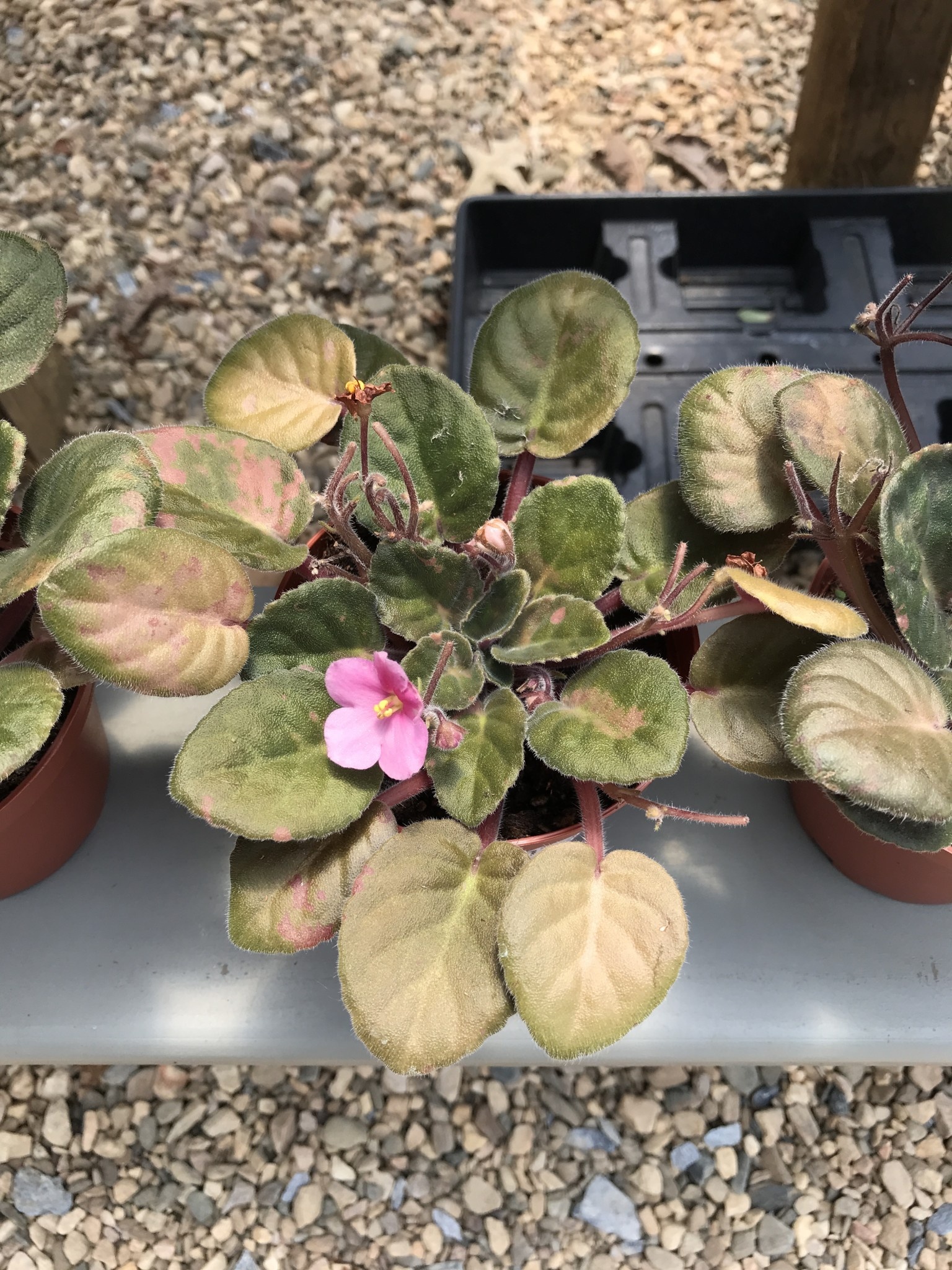 African Violet, Saintpaulia ionantha, Assorted 4"