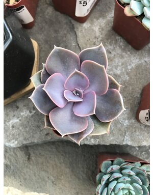 Succulent, Echeveria 'Perle von Nurnberg' 2"