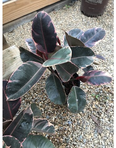 Rubber Plant Variegated 6"