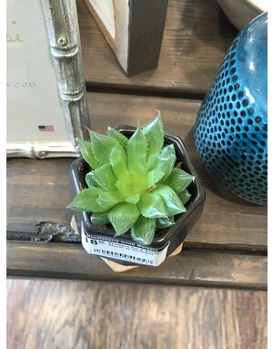 Pentagon Pot & Bamboo Saucer w/ Succulent