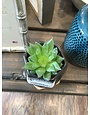 Pentagon Pot & Bamboo Saucer w/ Succulent