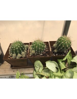 3 Piece Copper Planter Set with Echinopsis calicora 'White Easter Lily Cactus'