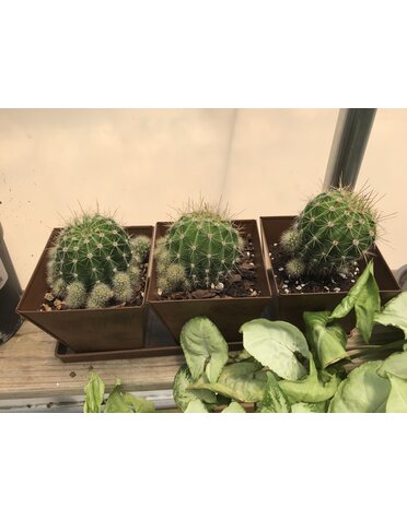 3 Piece Copper Planter Set with Echinopsis calicora 'White Easter Lily Cactus'