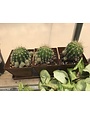 Copper pots with cactus-set of three