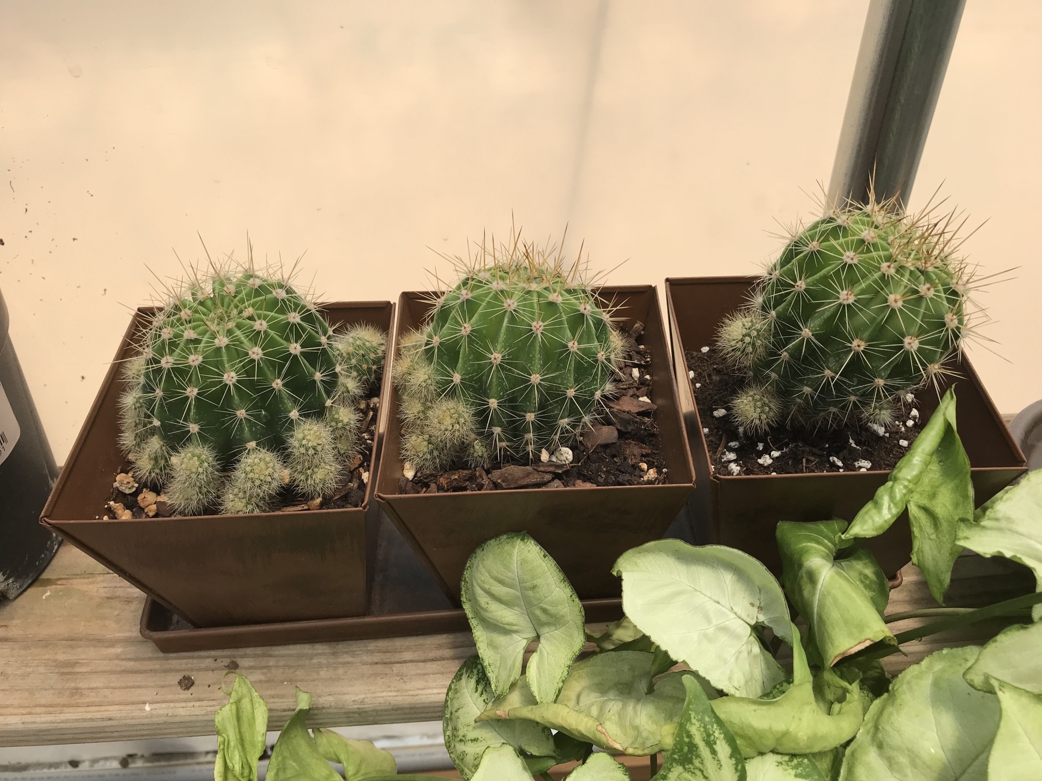 Copper pots with cactus-set of three