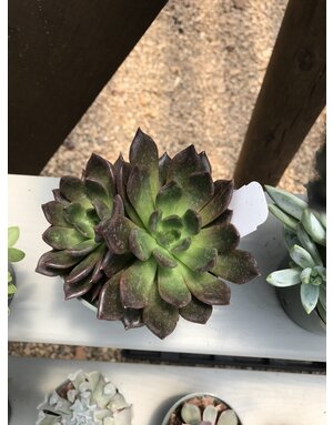 Succulent, Echeveria 'Black Prince' 4"