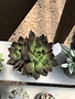 Succulent, Echeveria 'Black Prince' 4"