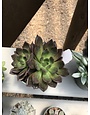Succulent, Echeveria 'Black Prince' 4"