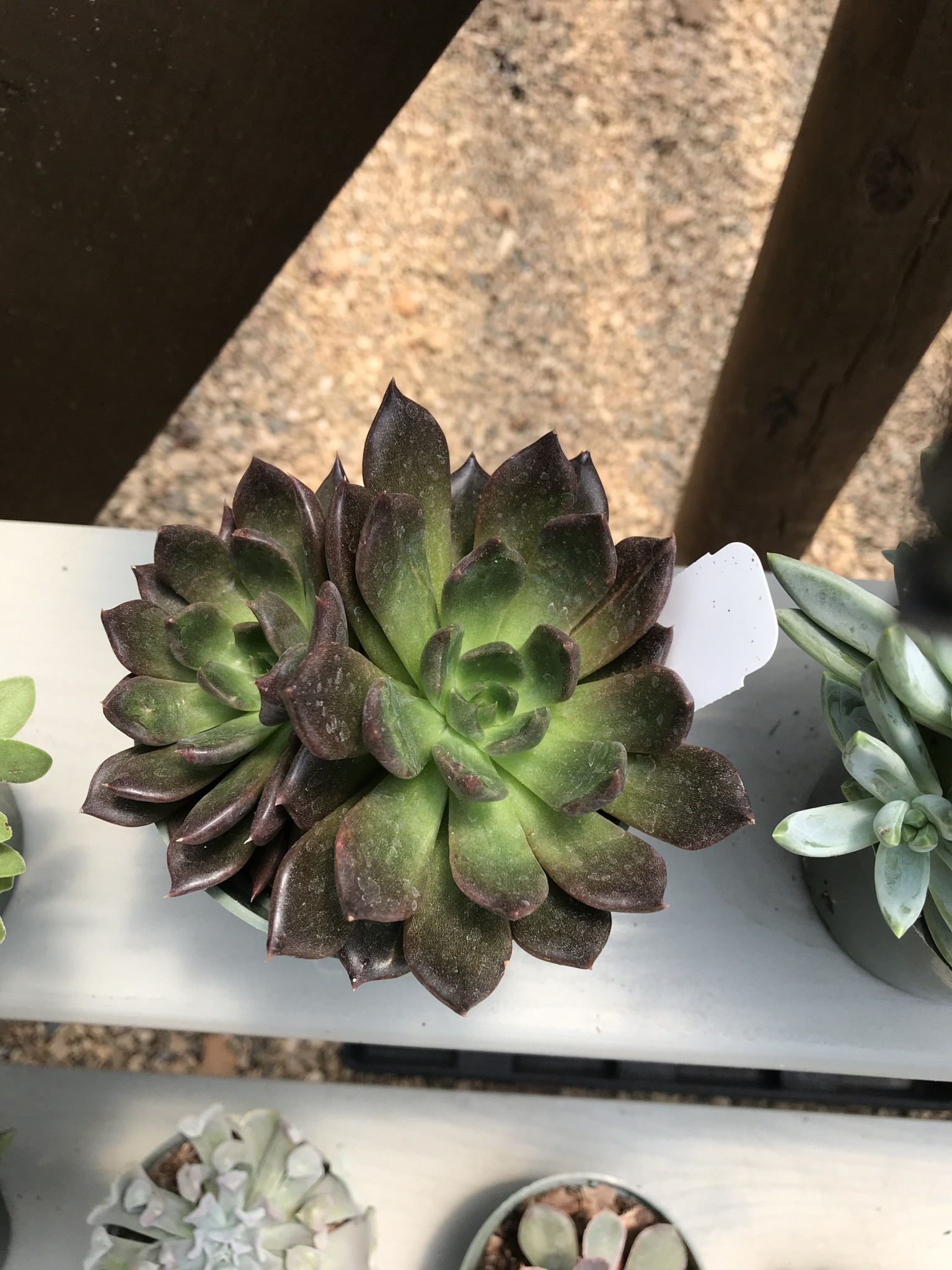 Succulent, Echeveria 'Black Prince' 4"