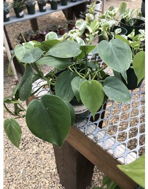 Philodendron, Philodendron hederaceum 'Heartleaf' 4"