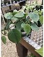 Philodendron, Philodendron hederaceum 'Heartleaf' 4"